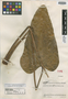 Anthurium ptarianum Steyerm., VENEZUELA, J. A. Steyermark 59509, Holotype, F
