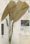 Anthurium silvicolum Engl., COLOMBIA, F. C. Lehmann 5329, Isotype, F