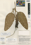 Anthurium ptarianum Steyerm., VENEZUELA, J. A. Steyermark 74850, Isotype, F