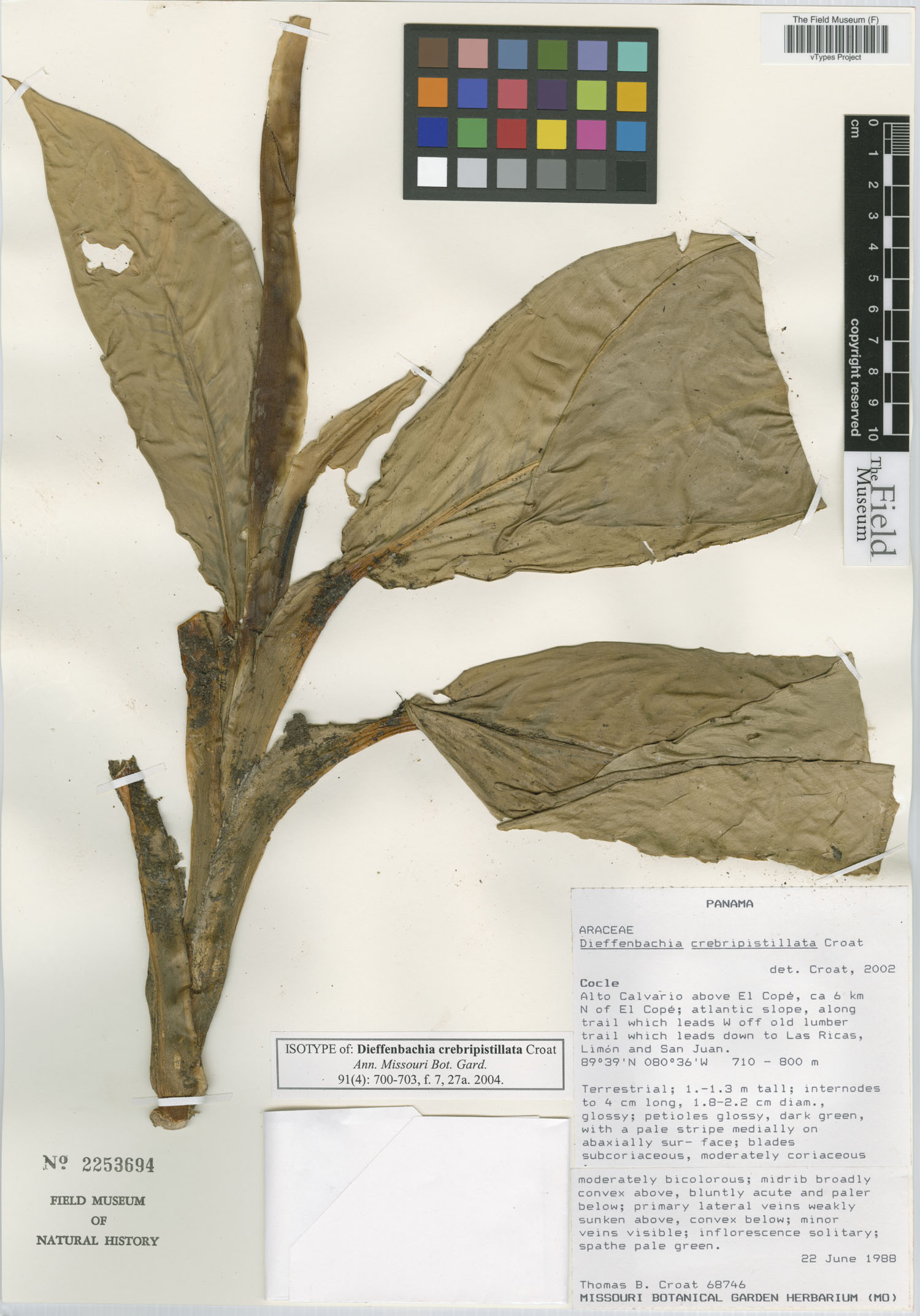 Dieffenbachia crebripistillata image