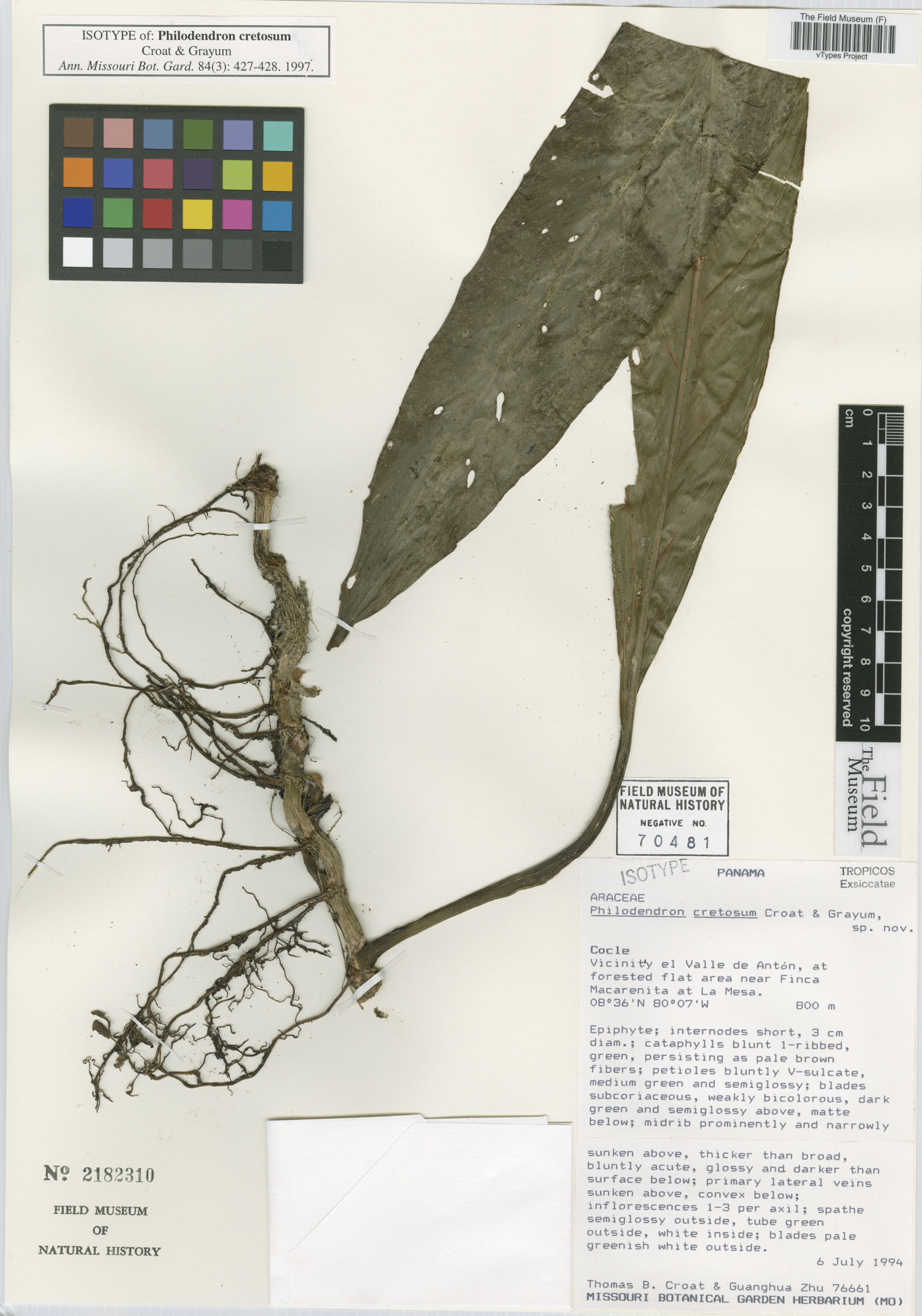 Philodendron cretosum image