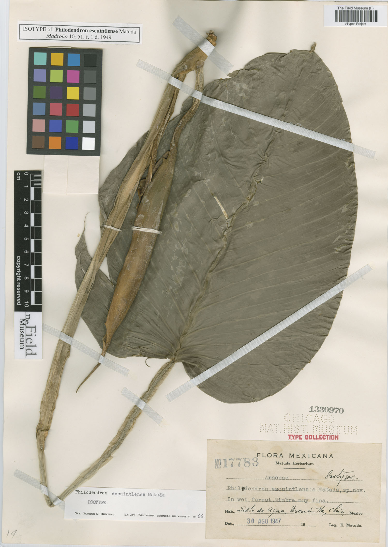 Philodendron escuintlense image