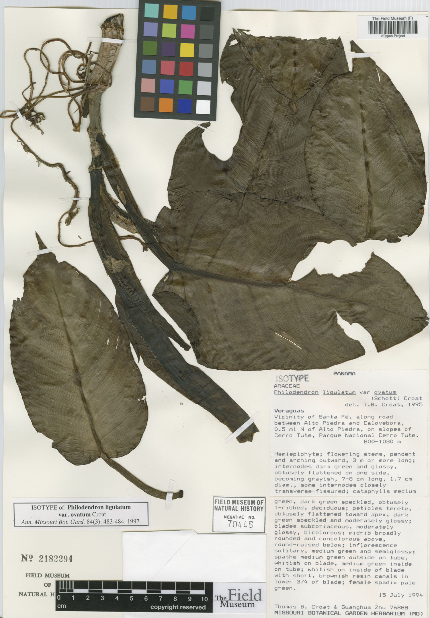 Philodendron ligulatum var. ovatum image