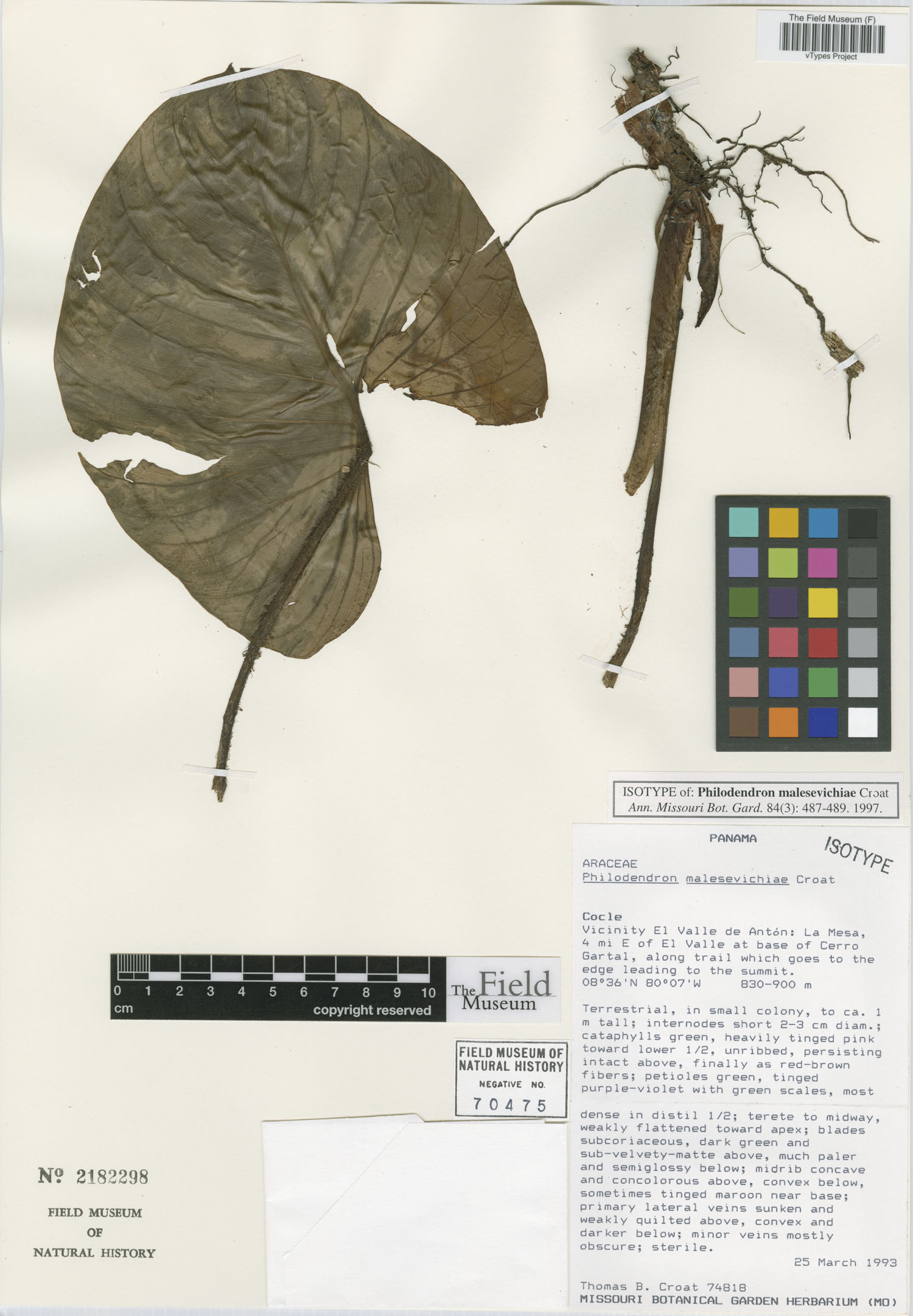 Philodendron malesevichiae image
