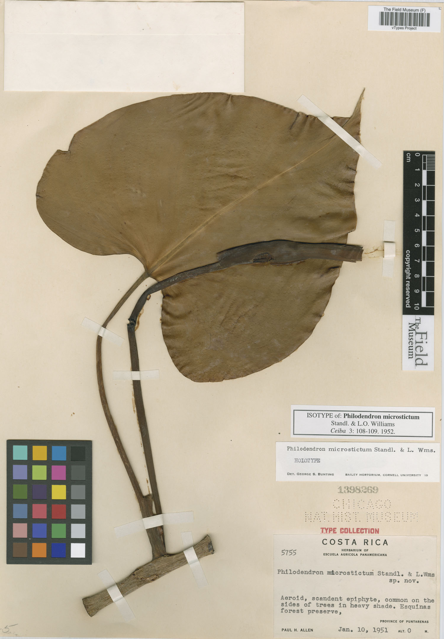 Philodendron microstictum image