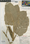 Philodendron rojasianum image