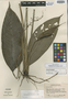 Spathiphyllum silvicola image