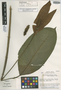 Spathiphyllum wendlandii image
