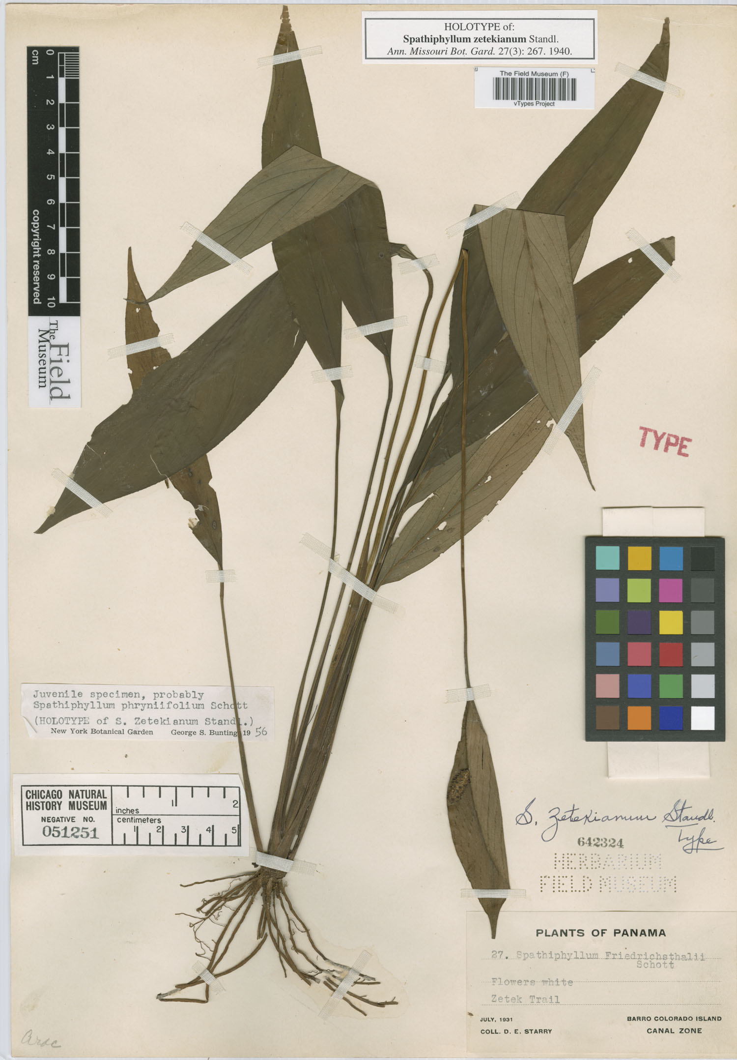 Spathiphyllum zetekianum image