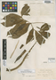 Xanthosoma flavomaculatum Engl., COLOMBIA, F. C. Lehmann 7756, Syntype, F