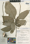 Xanthosoma plowmannii Bogner, BRAZIL, T. C. Plowman 8460, Isotype, F