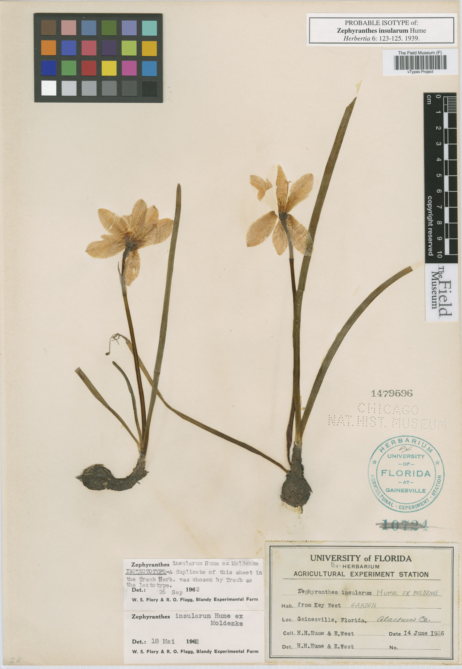Zephyranthes insularum image