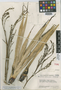 Brocchinia melanacra L. B. Sm., VENEZUELA, J. A. Steyermark 58352, Holotype, F