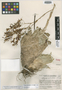 Catopsis pedicellata image