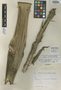 Guzmania ecuadorensis Gilmartin, ECUADOR, A. Solís 6219, Holotype, F