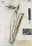 Carex philippinensis Nelmes, PHILIPPINES, A. D. E. Elmer 9842, Isotype, F