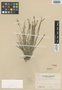 Carex rugata Ohwi, JAPAN, J. Ohwi 29, Possible type, F