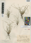 Cyperus nanus var. subtenuis Kük., Dominican Republic, E. L. Ekman 11412, Syntype, F