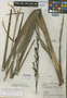 Lagenocarpus bifidus Gilly, VENEZUELA, J. A. Steyermark 59302, Holotype, F