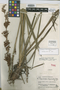 Lagenocarpus steyermarkii Gilly, Venezuela, J. A. Steyermark 59363, Holotype, F