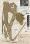 Scirpus robusta Camelb. & Goetgh., Colombia, J. Cuatrecasas 6870, Isolectotype, F