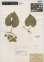 Dioscorea cyphocarpa B. L. Rob. ex R. Knuth, MEXICO, C. G. Pringle 10339, Isotype, F