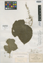 Dioscorea lobata var. morelosana Uline, MEXICO, C. G. Pringle 7341, Isotype, F