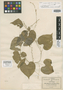 Dioscorea urceolata var. reflexa Greenm., MEXICO, C. G. Pringle 6495, Isotype, F
