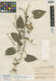 Dioscorea chaponensis R. Knuth, COLOMBIA, A. E. Lawrance 329, Isotype, F