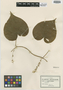 Dioscorea cyphocarpa B. L. Rob. ex R. Knuth, MEXICO, C. G. Pringle 10389, Type [status unknown], F
