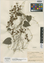 Dioscorea lawrancei R. Knuth, COLOMBIA, A. E. Lawrance 472A, Isotype, F