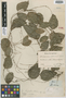 Dioscorea regnellii Uline, BRAZIL, A. F. Regnell 1242, Isotype, F