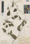 Dioscorea regnellii Uline, BRAZIL, A. F. Regnell 1242, Isotype, F