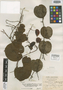 Rajania cyclophylla R. Knuth, JAMAICA, W. Harris 9402, Isotype, F