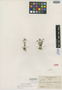 Eriocaulon fusiforme Britton & Small, Cuba, N. L. Britton 14951, Isotype, F