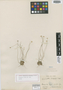 Syngonanthus habrophyus Ruhland, BRAZIL, A. F. M. Glaziou 6449, Isotype, F