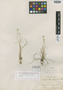 Syngonanthus squarrosus Ruhland, BRAZIL, A. F. M. Glaziou s.n., Isotype, F