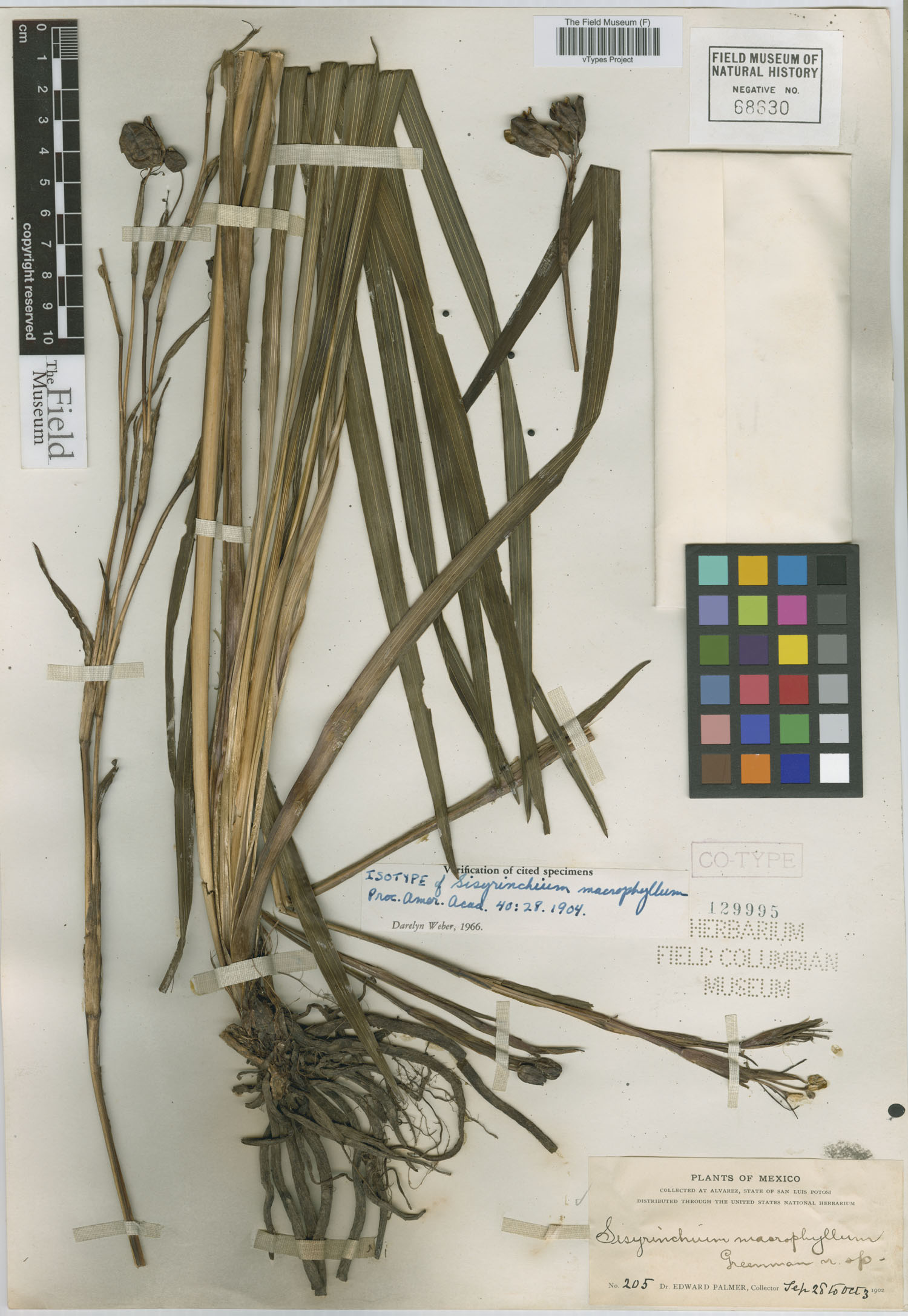 Sisyrinchium macrophyllum image