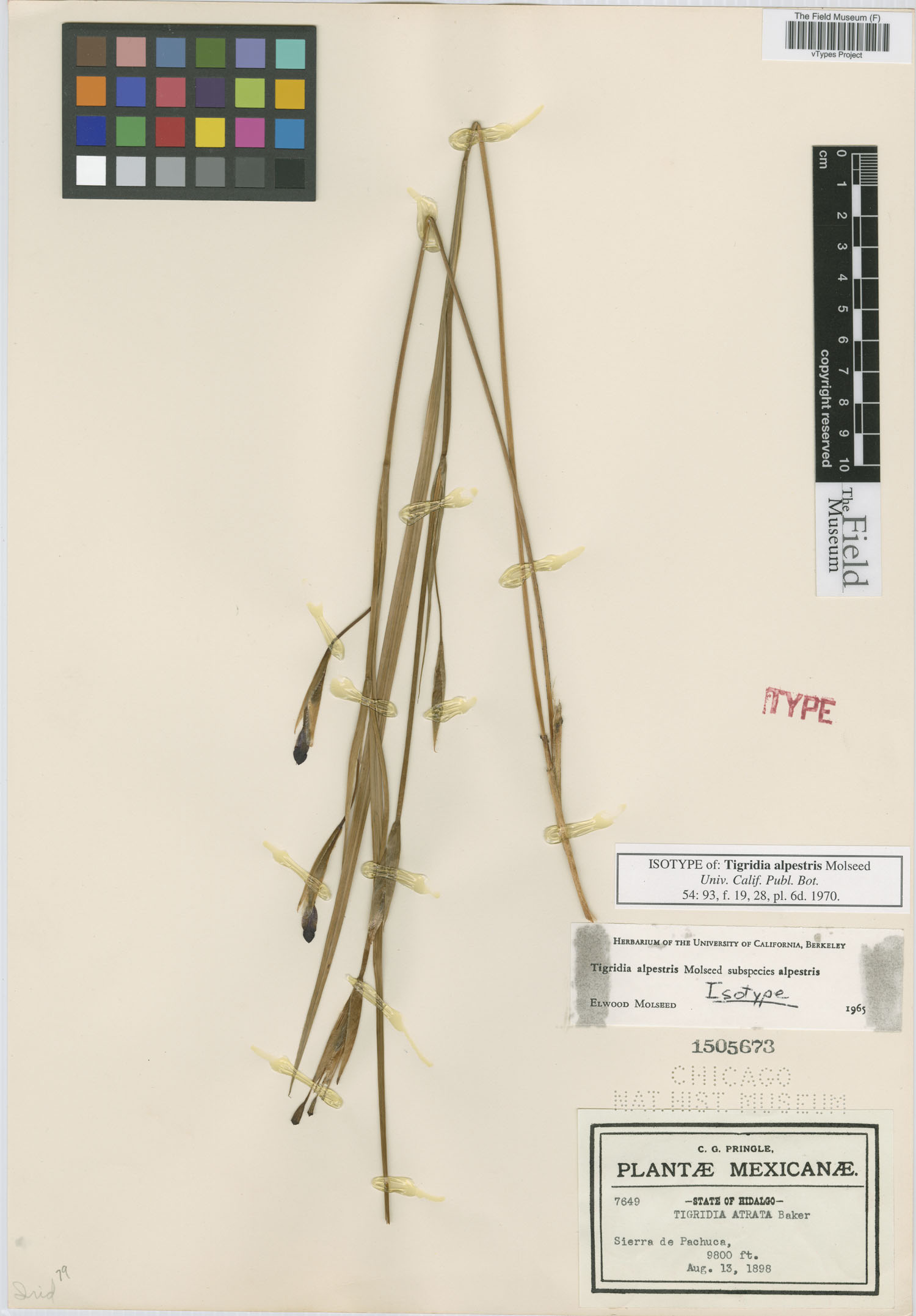 Tigridia alpestris image