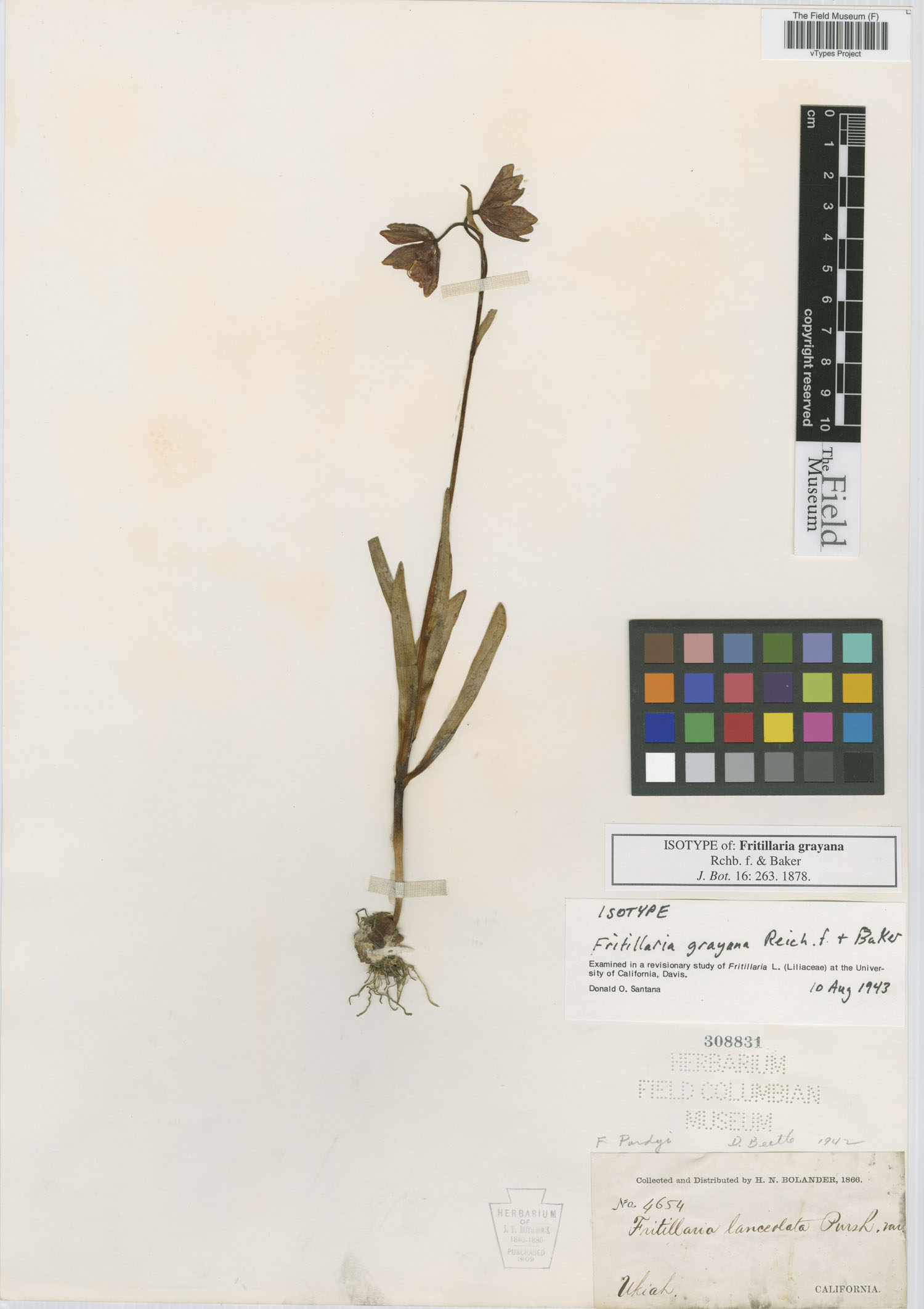 Fritillaria grayana image