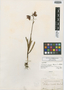 Fritillaria grayana image