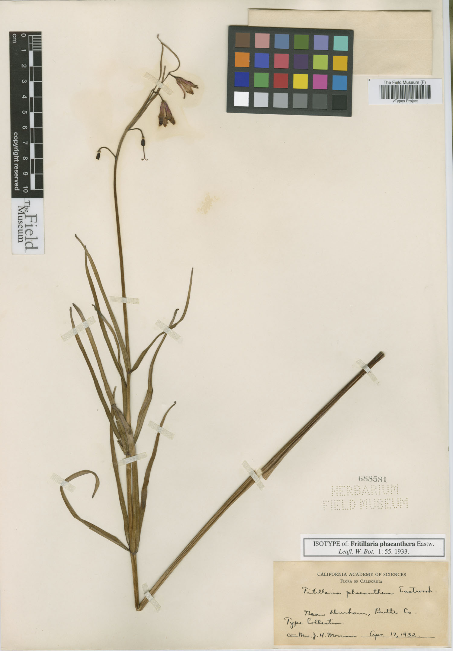 Fritillaria phaeanthera image
