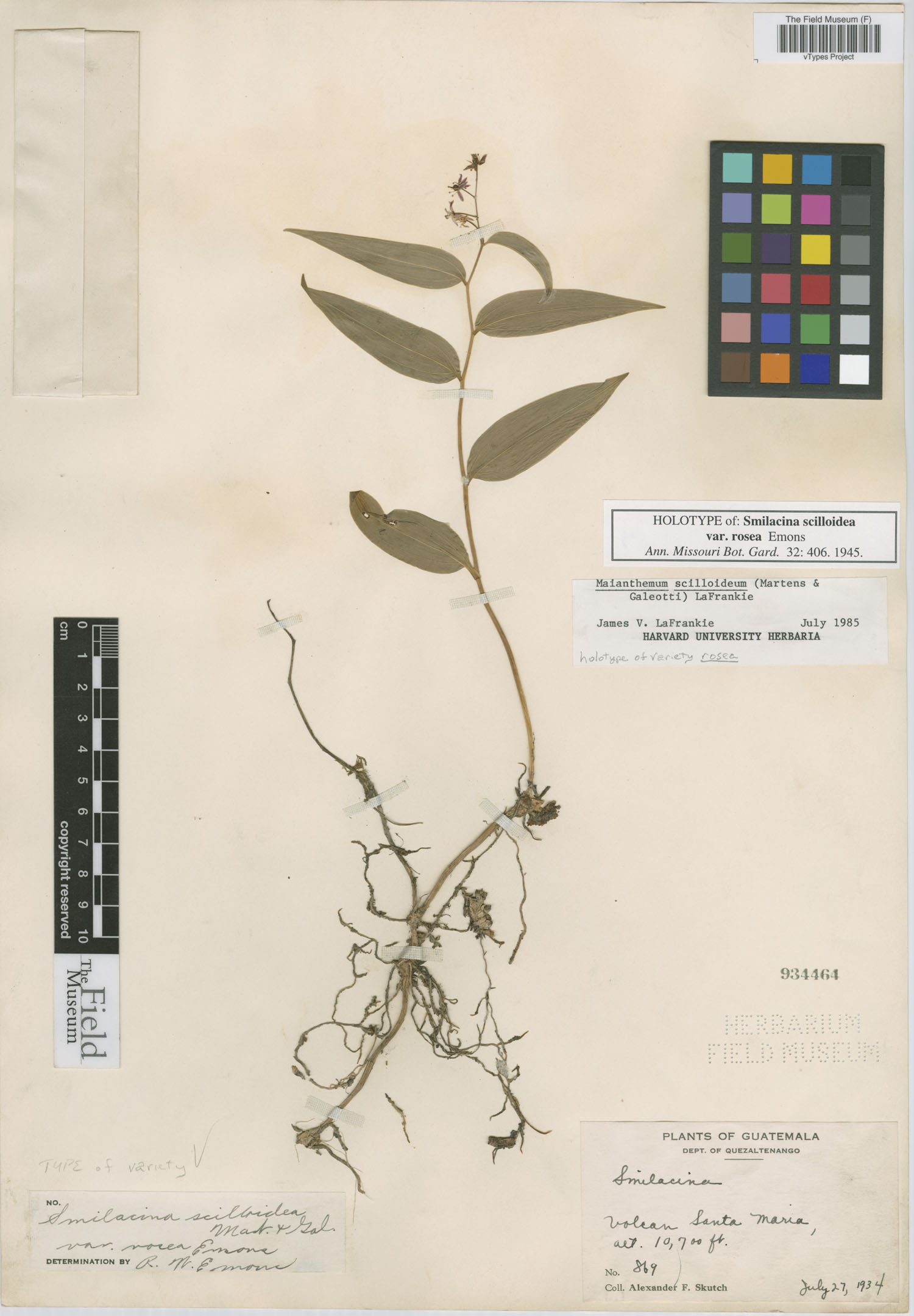 Maianthemum scilloideum image