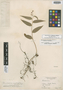 Maianthemum scilloideum image