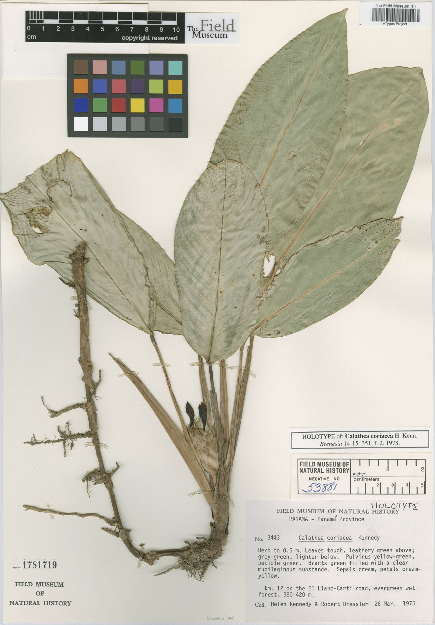Calathea coriacea image