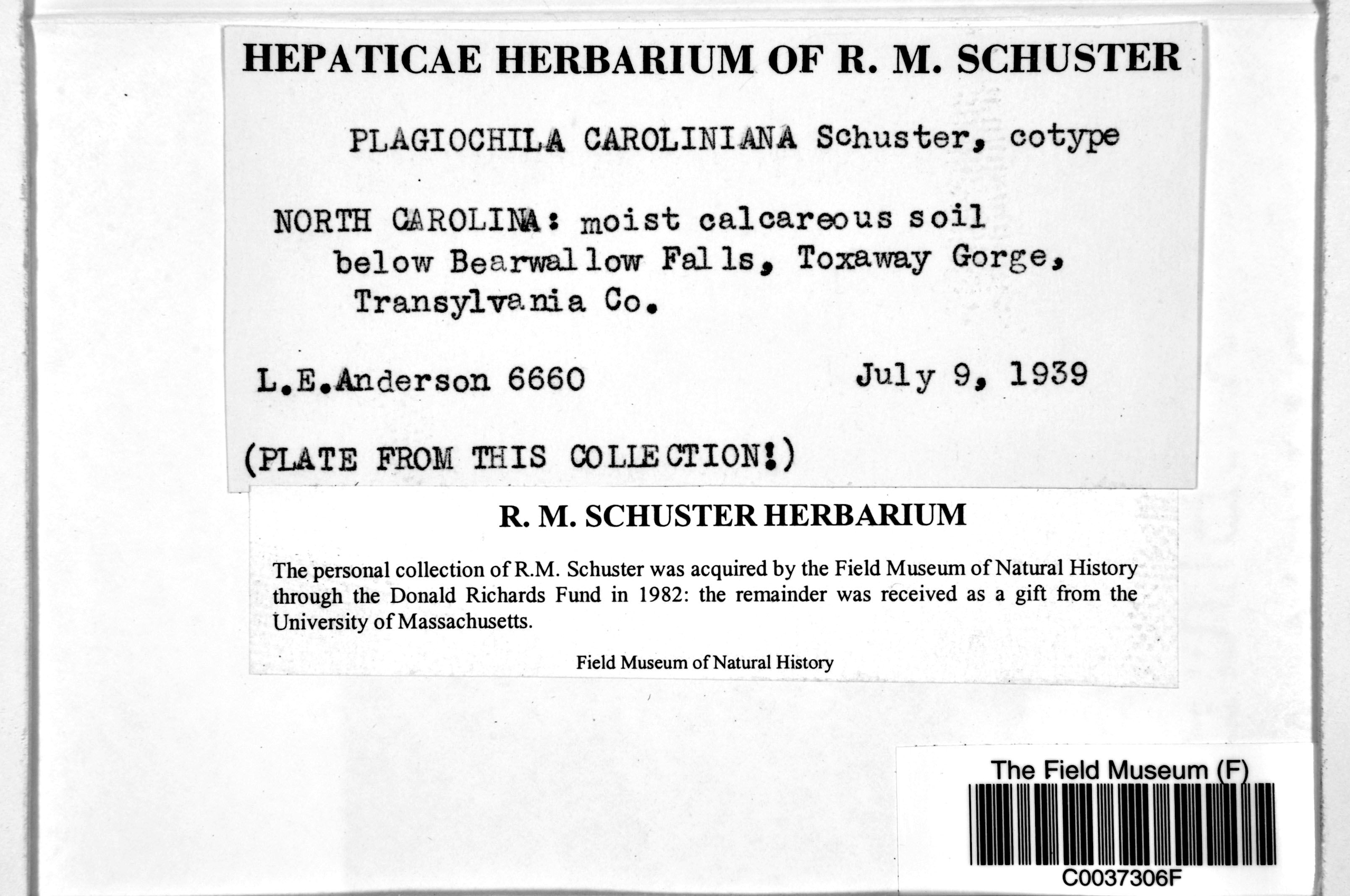 Plagiochila virginica var. caroliniana image