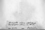 Gymnomitrion alpinum image