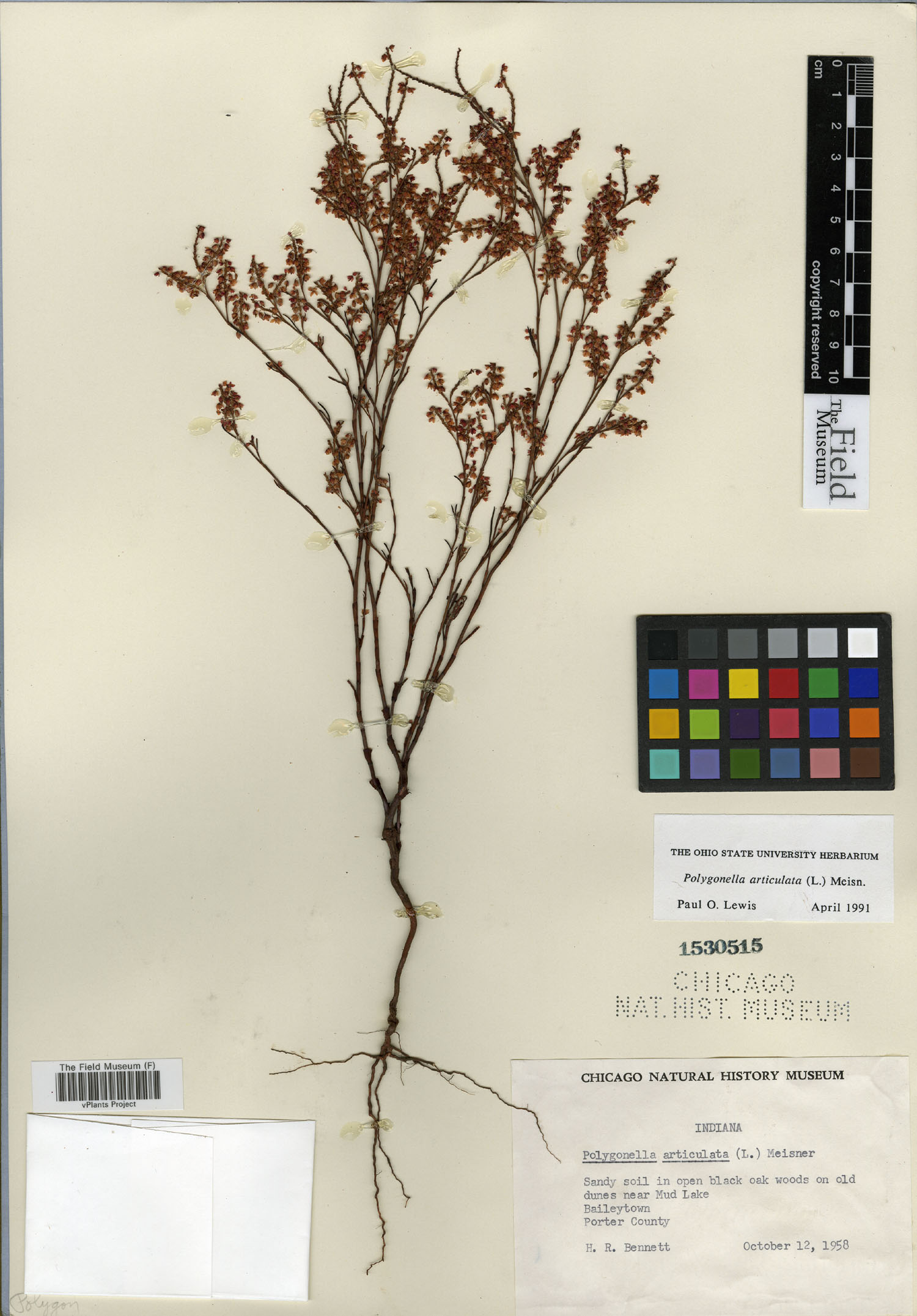 Polygonella articulata image