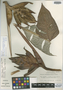 Heliconia atropurpurea G. S. Daniels & F. G. Stiles, COSTA RICA, G. S. Daniels 109, Holotype, F