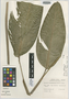 Heliconia calatheaphylla G. S. Daniels & F. G. Stiles, COSTA RICA, G. S. Daniels 122, Holotype, F
